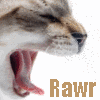 Cat_Avatar_525.gif