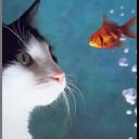 Cat_Avatar_64.jpg